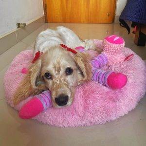 Cama Dona Antiestrés L