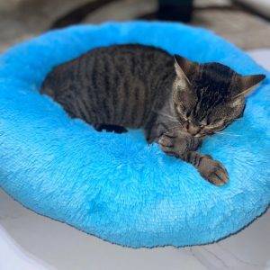 Cama Dona Antiestrés M