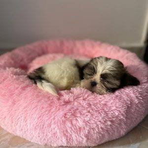 Cama Dona Antiestrés S